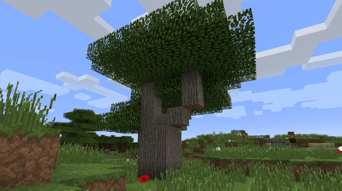 Pohon Besar Acacia