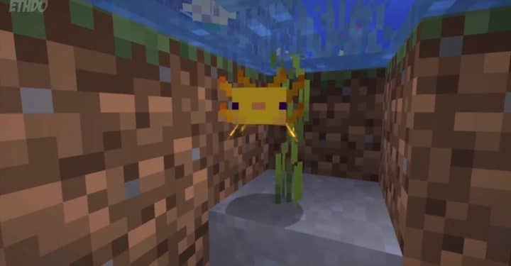 Alles, was Sie über Axolotl Minecraft wissen müssen