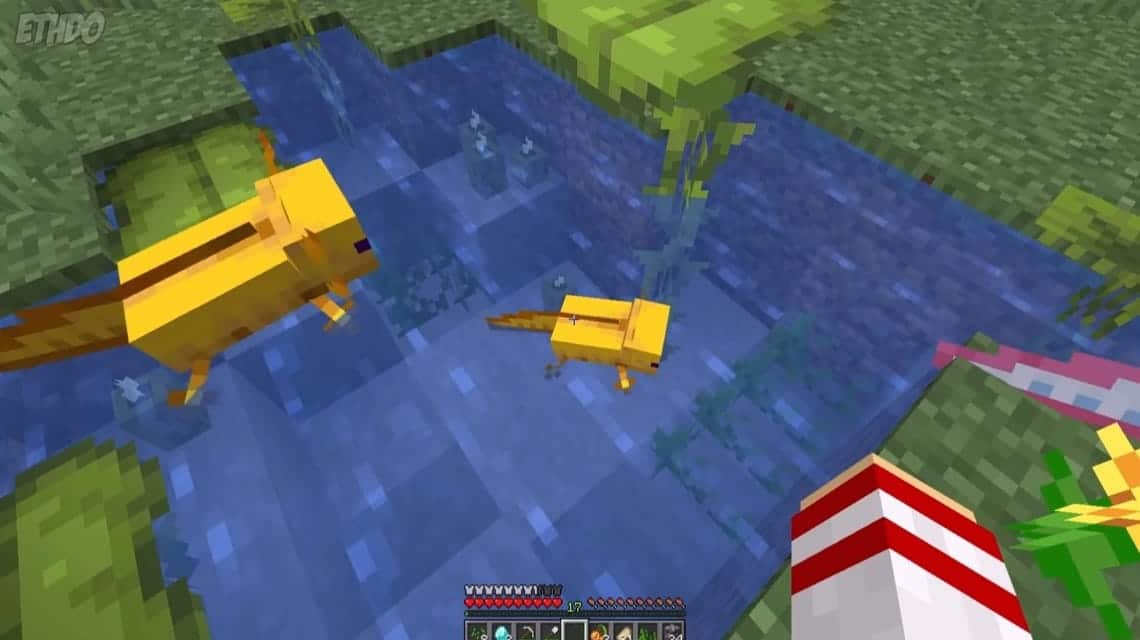 How to breed axolotl Minecraft