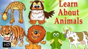 Learn The Animals
