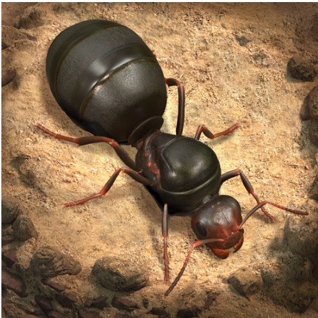 Jual 20.000 AntCoin The Ants Underground Kingdom TOKO GAME MURAH | VCGamers