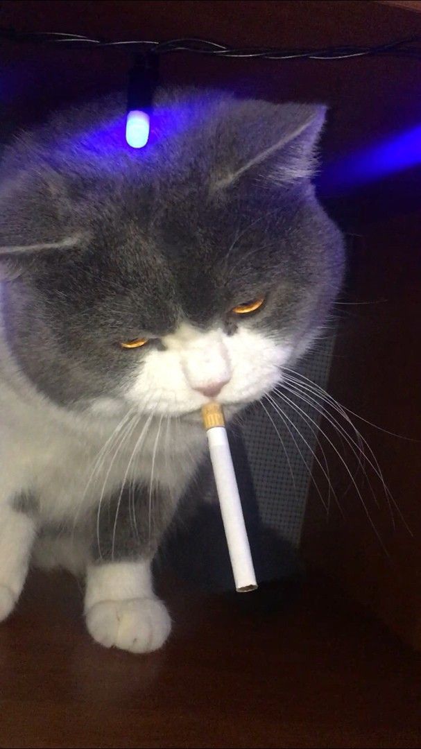 Daftar Produk Vanncz Clash store Terlaris & Terlengkap - VCGamers