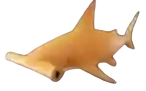 Hummerhead Shark Fish It! - Roblox Ikan (Fish It!)